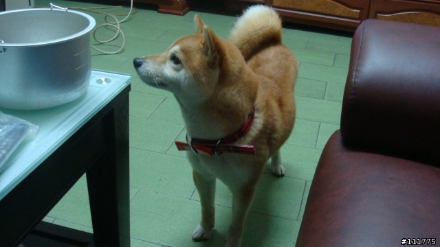柴犬拖把的近況.......過新年領紅包^^