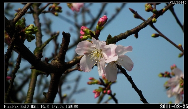 2011年淡水天元宮櫻花季花況回報~八樓有即時資訊連結~