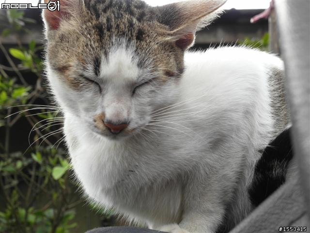 猴硐&山城九份歷史一日遊