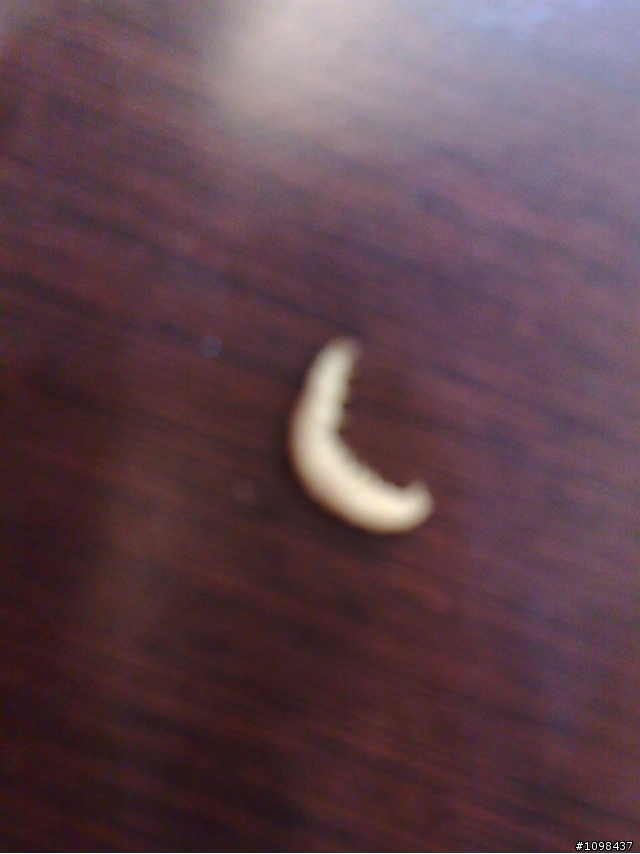 態度超差還有加蟲的大呼過癮