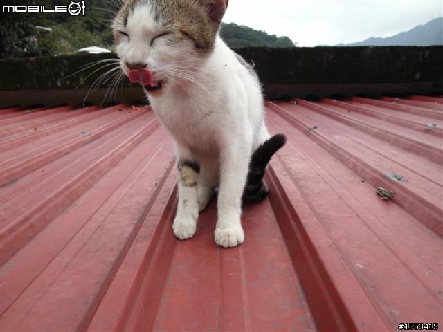 猴硐&山城九份歷史一日遊