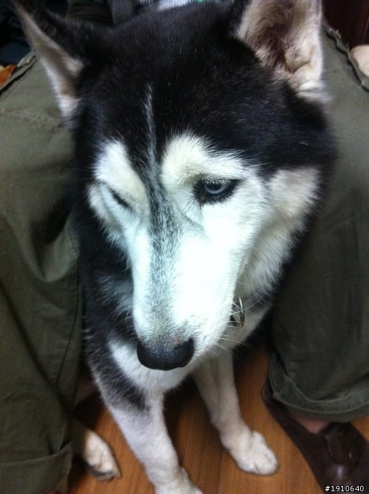 失狗啟示,哈士奇成犬約3歲大
