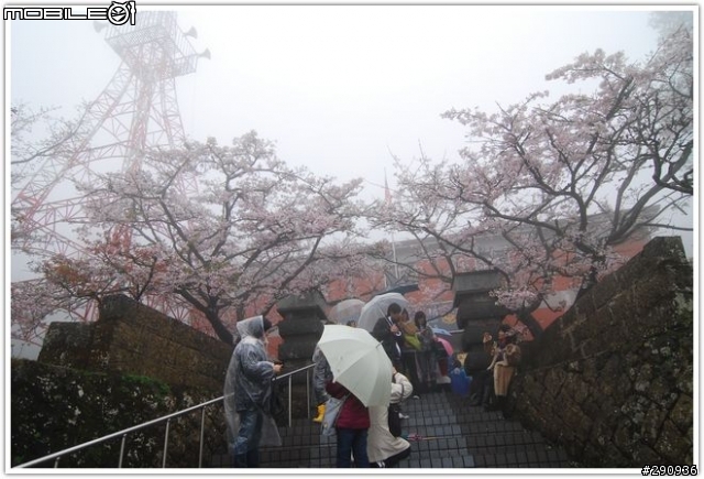 阿里山初拍…雨櫻