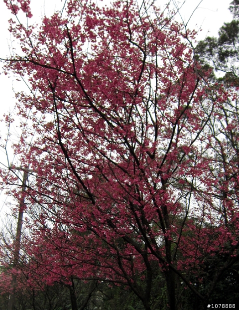 (北部賞櫻) 2/28 三芝 北7 霧裡看花