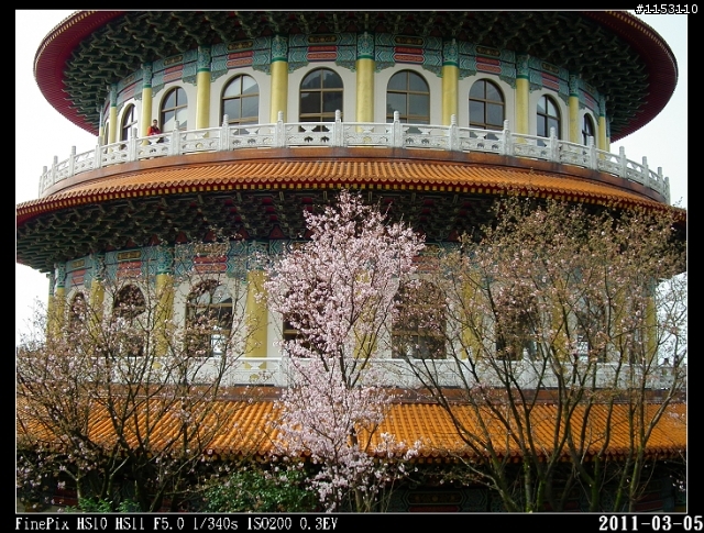 2011年淡水天元宮櫻花季花況回報~八樓有即時資訊連結~