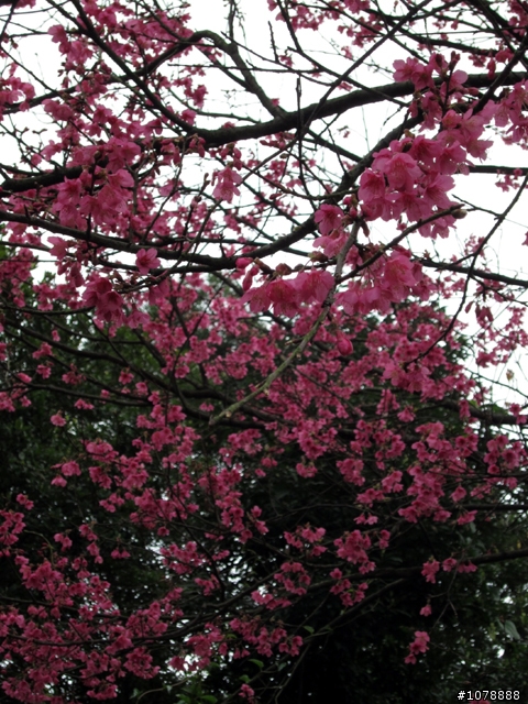 (北部賞櫻) 2/28 三芝 北7 霧裡看花