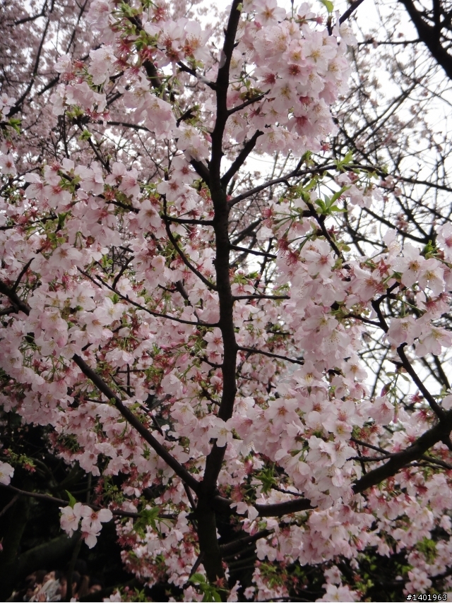 3.12霧濛濛之好多人的天元宮