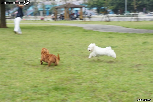 日本節目寵物當家松本大介來台灣-林口運動公園~有圖