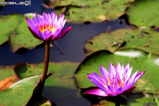 GUZI Lake‧哭泣湖‧Cry Lake‧クライ湖‧울지 호‧ทะเลสาบ Cry‧Cry озера‧रोना झील‧Κραυγή Λίμνη‧صرخة بحيرة‧Cry-See‧Grit