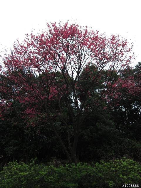 (北部賞櫻) 2/28 三芝 北7 霧裡看花