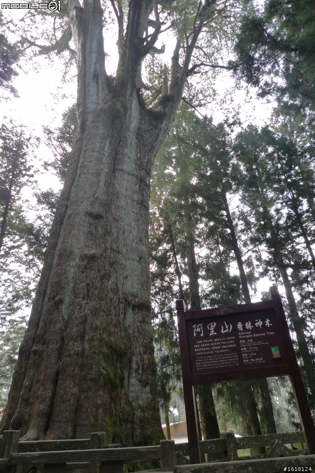 阿里山賞櫻自由行