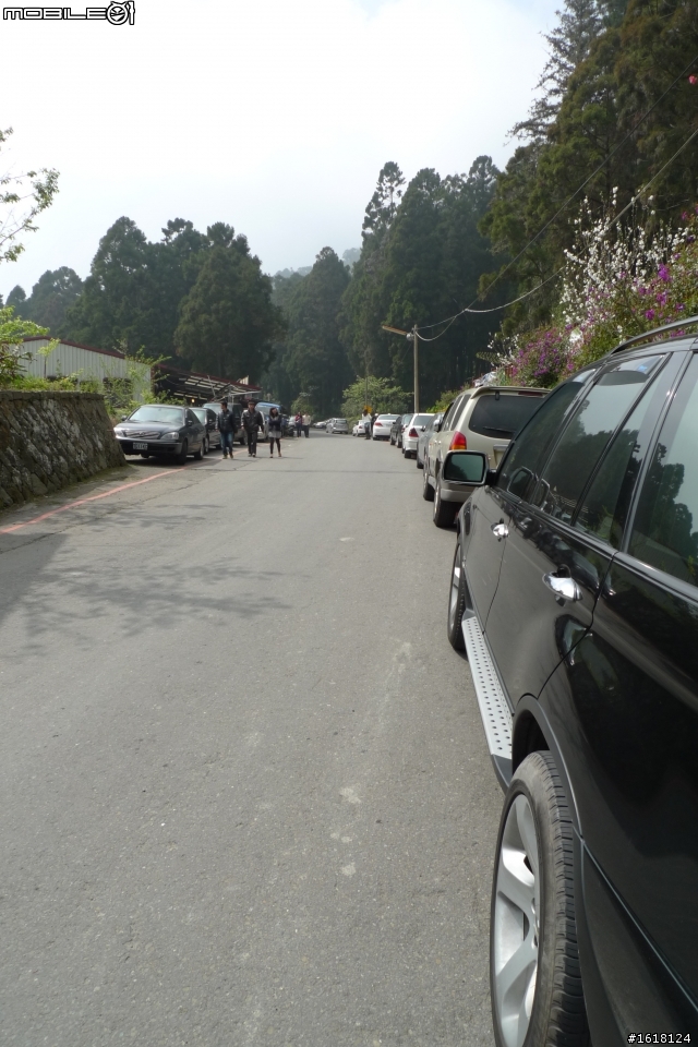 阿里山賞櫻自由行
