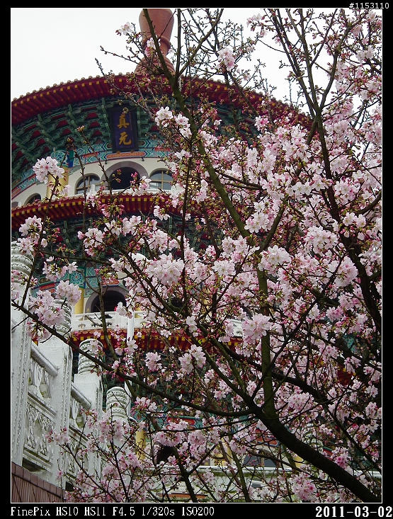 2011年淡水天元宮櫻花季花況回報~八樓有即時資訊連結~