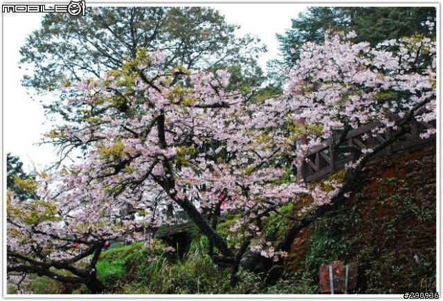 阿里山初拍…雨櫻