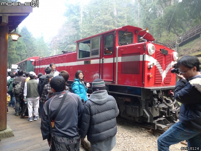 阿里山賞櫻自由行