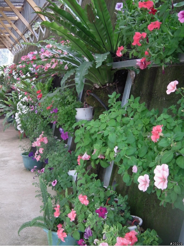 2011年0305開春獅群大湖草莓遊(照片區)~到家報平安