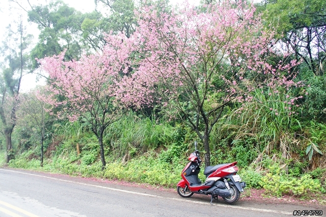 情深深雨濛濛之女王硬來~~~