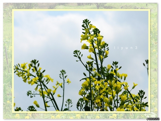 需要2011模板套風景的三角桌曆嗎?