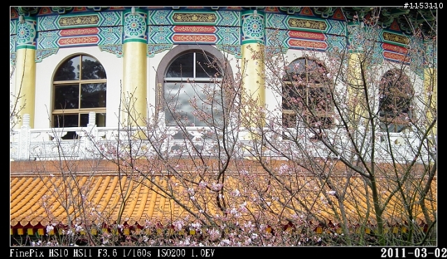 2011年淡水天元宮櫻花季花況回報~八樓有即時資訊連結~