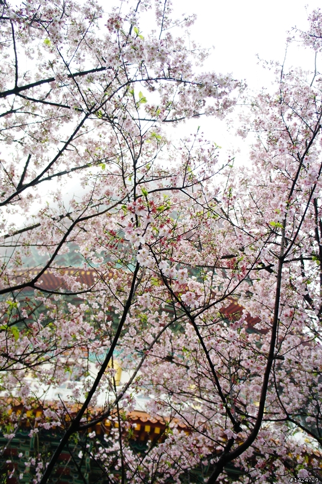 情深深雨濛濛之女王硬來~~~