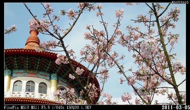 2011年淡水天元宮櫻花季花況回報~八樓有即時資訊連結~