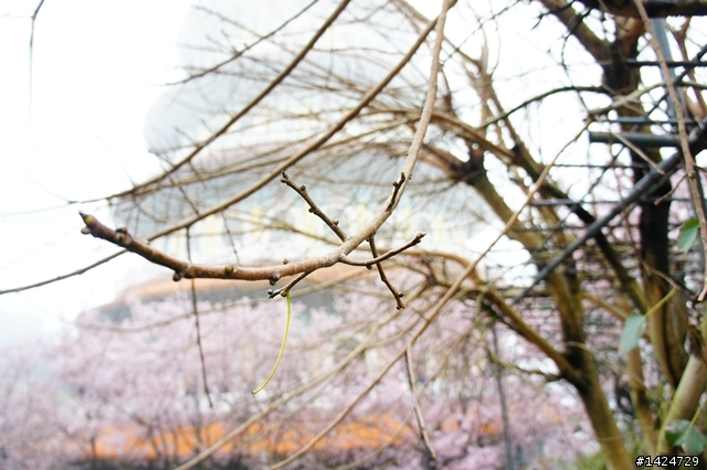 情深深雨濛濛之女王硬來~~~