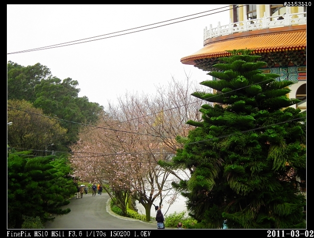 2011年淡水天元宮櫻花季花況回報~八樓有即時資訊連結~