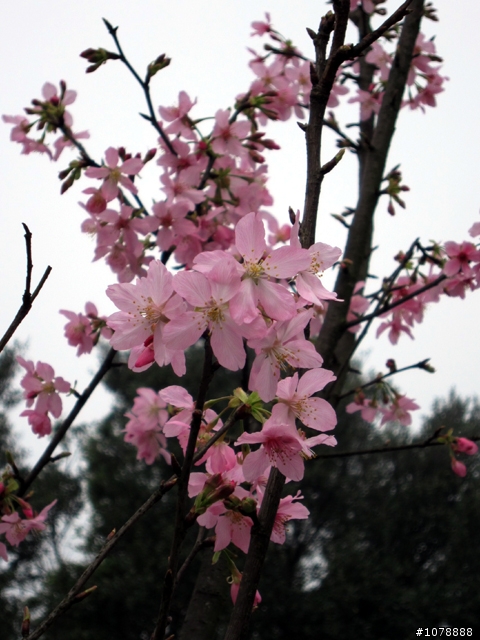 (北部賞櫻) 2/28 三芝 北7 霧裡看花