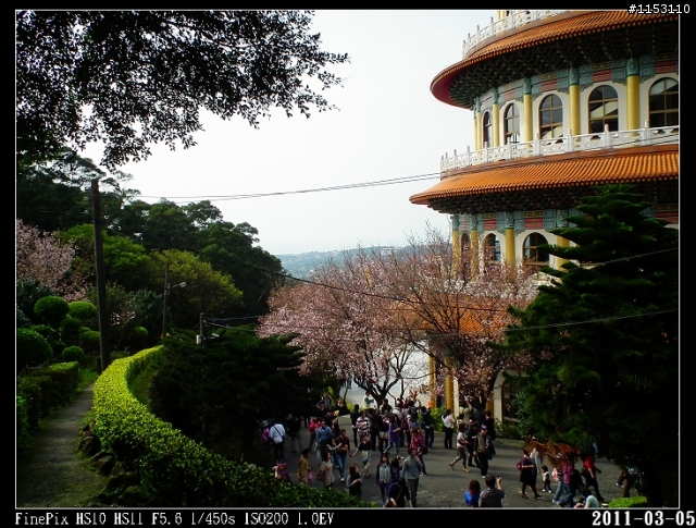 2011年淡水天元宮櫻花季花況回報~八樓有即時資訊連結~