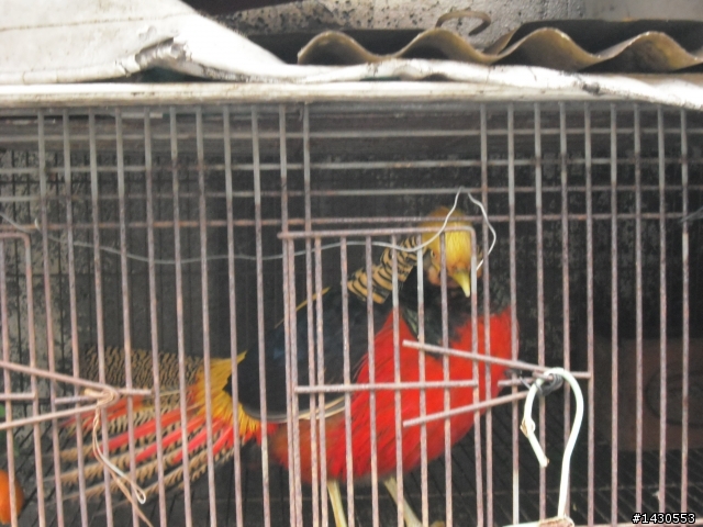 <真的好無言>之貓村體驗~無限制發言聯想樓