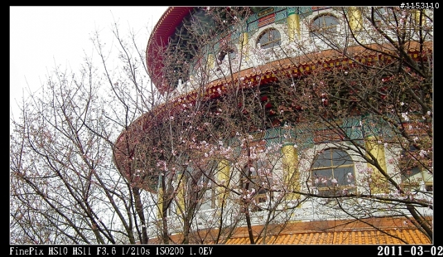 2011年淡水天元宮櫻花季花況回報~八樓有即時資訊連結~