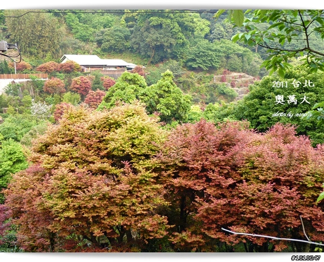 槭紅染山頭~台北奧萬大
