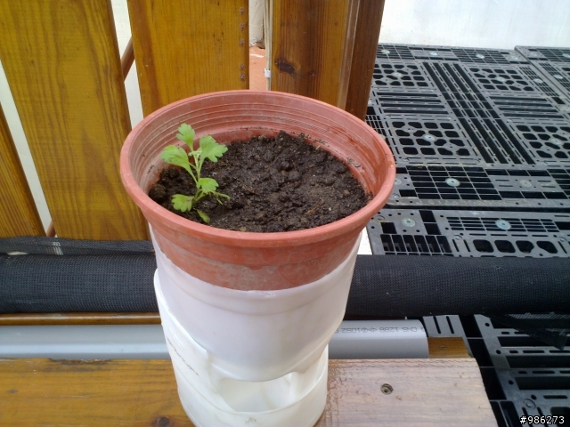 (DIY)牛奶瓶變身花盆兼集水容器