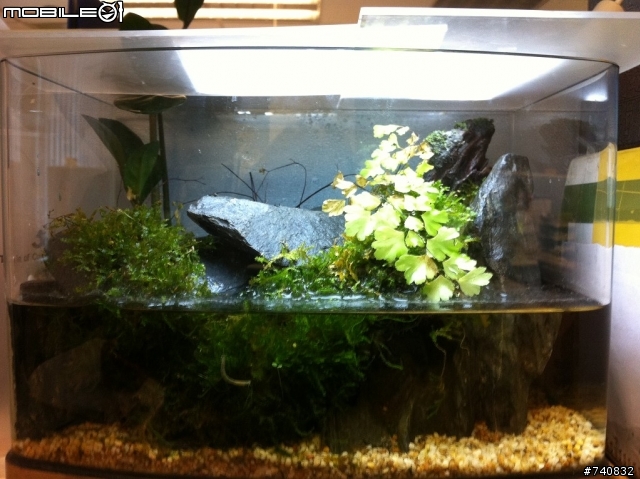 蟲蟲危機~ 水族箱的大蟲, 到底是什麼啊
