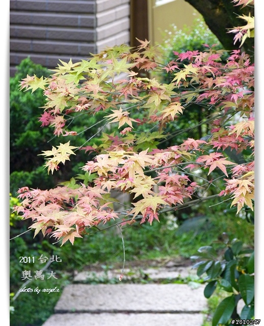 槭紅染山頭~台北奧萬大
