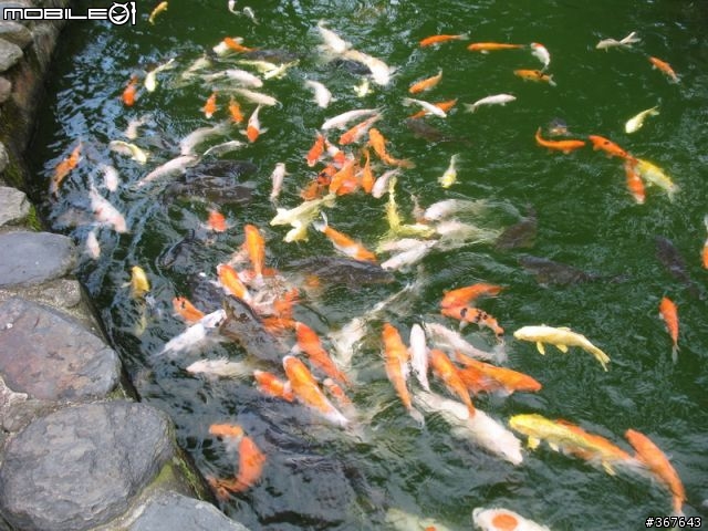 車埕之後~日月潭九族之旅