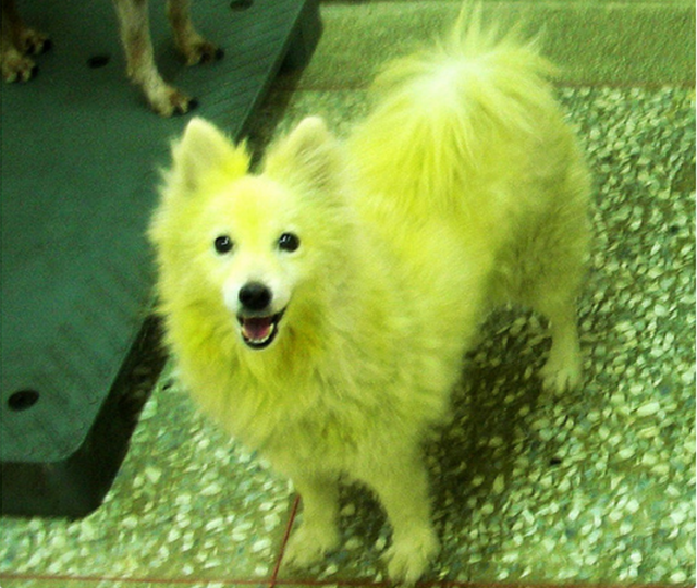 柴犬家族