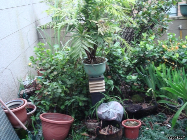 我家之恐怖花園小改造!!