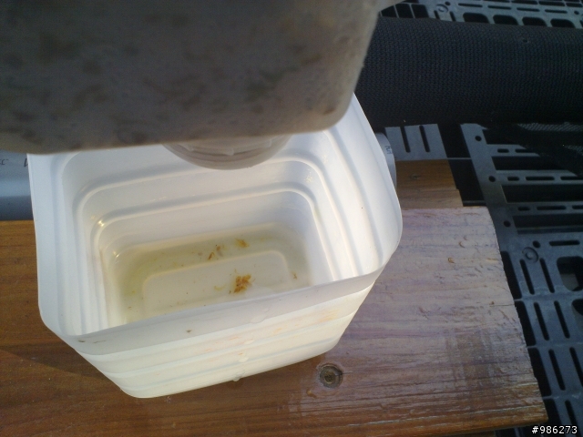 (DIY)牛奶瓶變身花盆兼集水容器