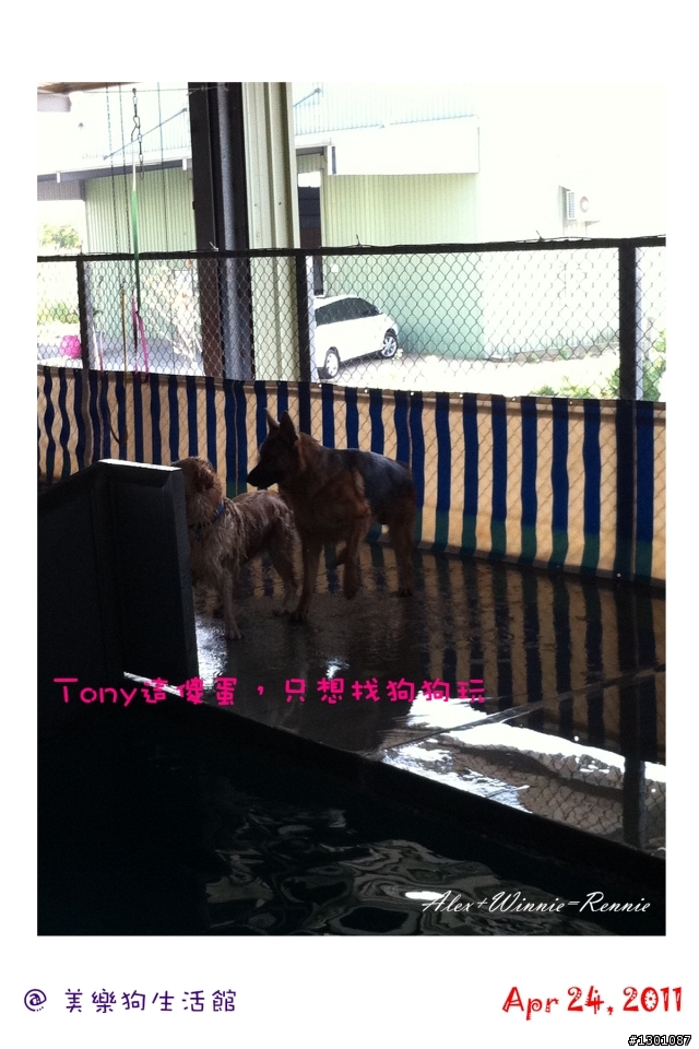 Tony,游泳囉!@美樂狗生活館