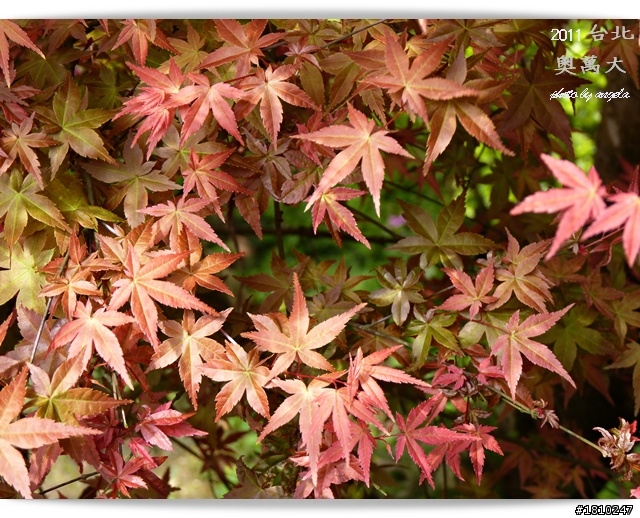槭紅染山頭~台北奧萬大
