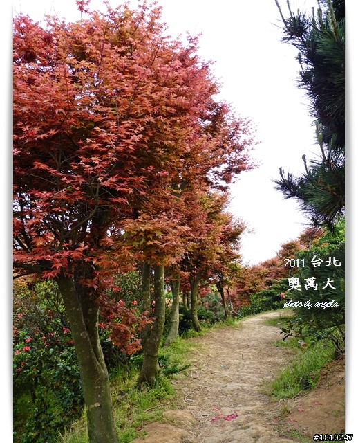 槭紅染山頭~台北奧萬大