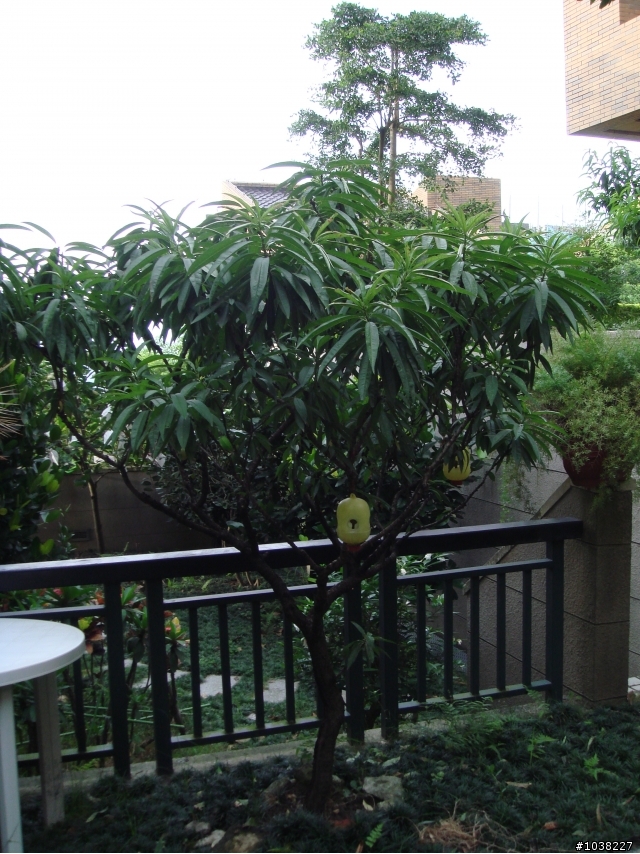 我家之恐怖花園小改造!!