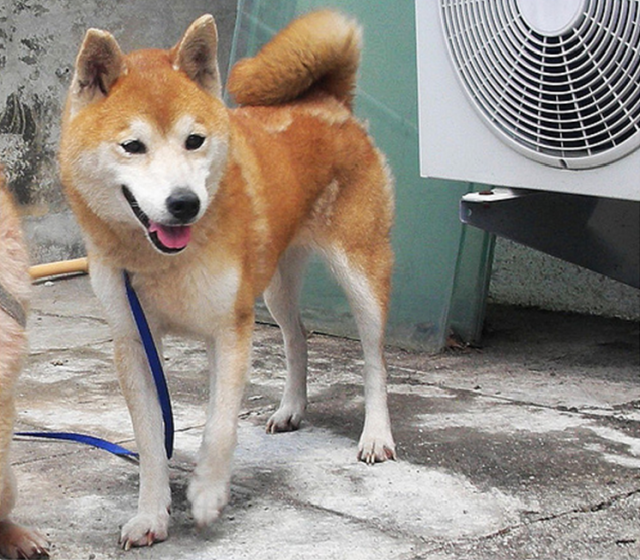柴犬家族