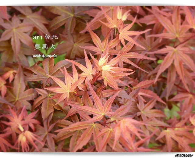 槭紅染山頭~台北奧萬大