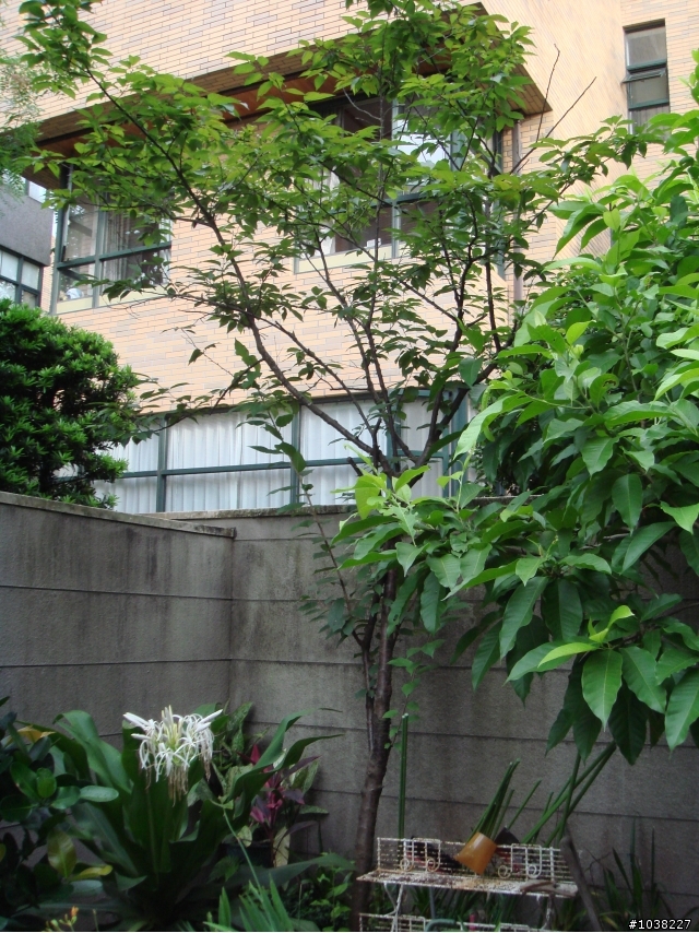 我家之恐怖花園小改造!!