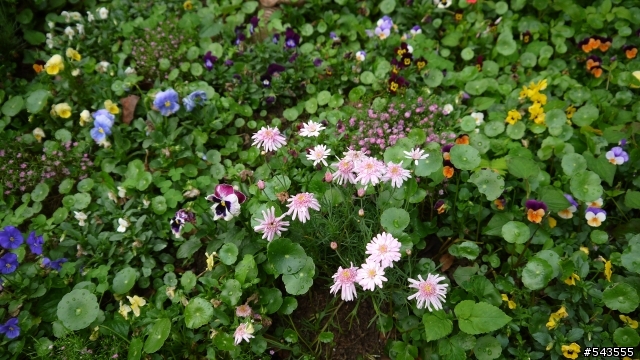 珍園螢火蟲花園Jean's Garden(三峽)