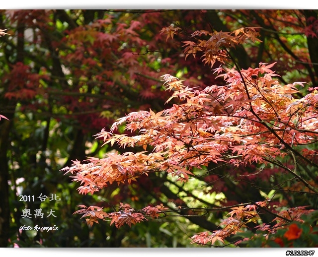 槭紅染山頭~台北奧萬大