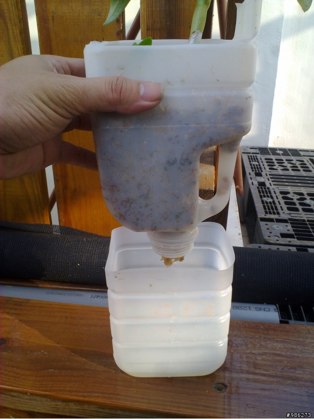 (DIY)牛奶瓶變身花盆兼集水容器