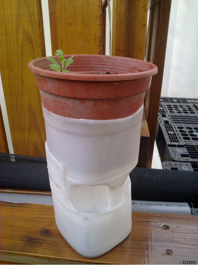(DIY)牛奶瓶變身花盆兼集水容器